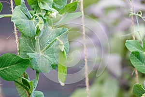 Snow Pea Growing in Home Vegetable Garden