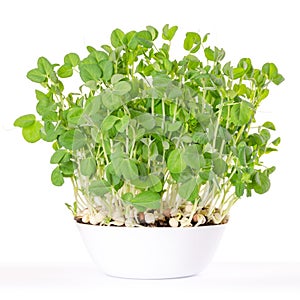 Snow pea microgreen in white bowl and potting compost