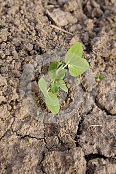 Snow Pea sprout