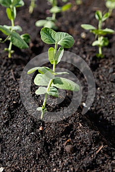 Snow pea sprout