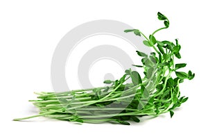 Snow Pea Sprouts