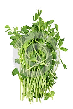 Snow Pea Sprouts