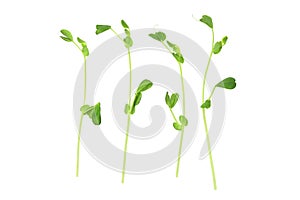 Snow Pea Sprouts