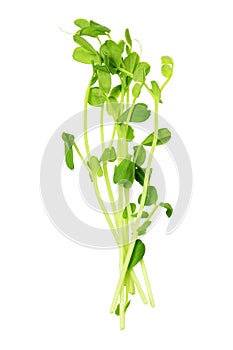 Snow Pea Sprouts