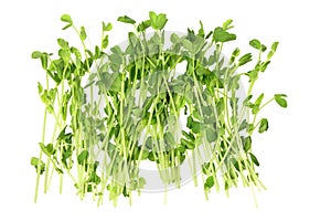 Snow Pea Sprouts