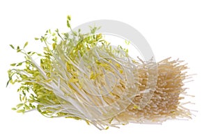 Snow Pea Sprouts Isolated