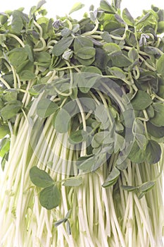 Snow Pea Sprouts Isolated