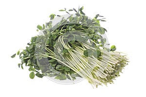 Snow Pea Sprouts Isolated