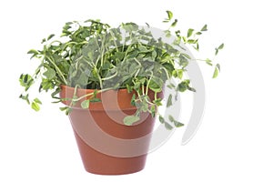 Snow Pea Sprouts Isolated