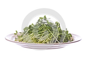 Snow Pea Sprouts on Plate Isolated