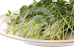 Snow Pea Sprouts on Plate Isolated