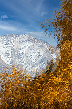 Snow peak in golden autumn. Birch in the foreground. The Zailiyskiy Alatau Mountains, Tien Shan mountain system in Kazakhstan..Big