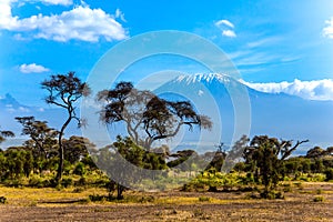 The snow peak of Kilimanjaro