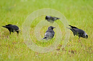 Snow peas in a field