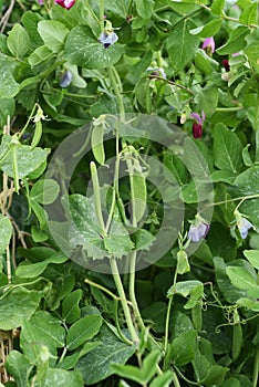 Snow peas Mange tout