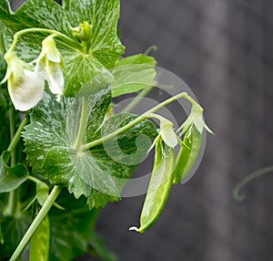 Snow peas on vine