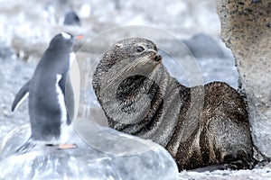 Snow, Peguin and fur seal photo