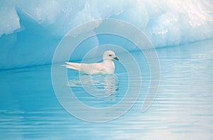 Snow Petrel, Pagodroma nivea