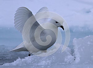 snow petrel seated on an ice floe with raised