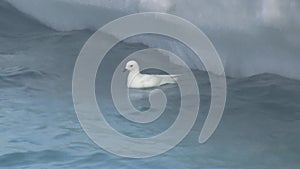 Snow petrel that swims near the iceberg and feeds