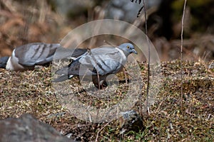 Snow pigeon Columba leuconota foraging for food on the ground, photographed near Lachen