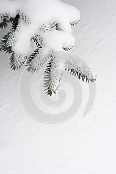 Snow pine branch