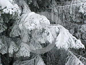 Snow on pine branches