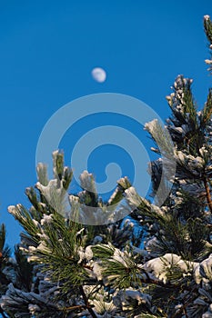 Snow on pine branches and the moon on a blue background