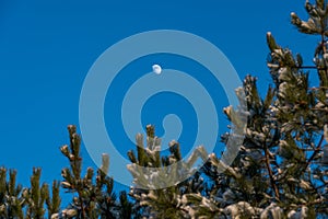 Snow on pine branches and the moon on a blue background
