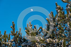 Snow on pine branches and the moon on a blue background