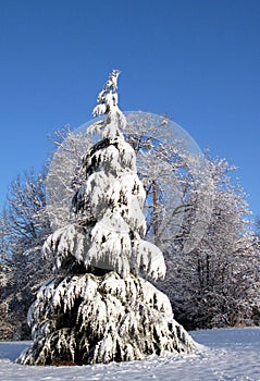 Snow on pine tree