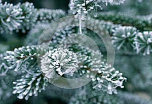 Der schnee auf der kiefer ein Baum 