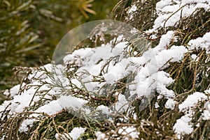 Snow on Pine Tree