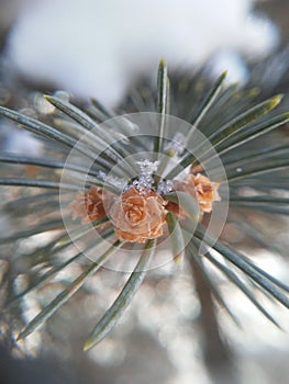 Snow on pine tree in macro