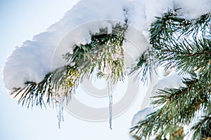 Snow and icicle on pine twig