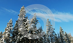 Snow Pines photo