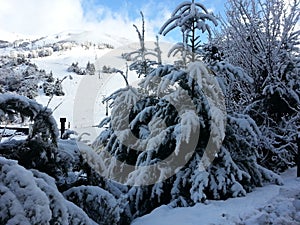 Snow pines photo