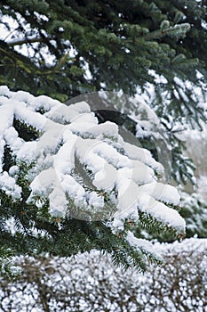 Snow on a pinetree photo