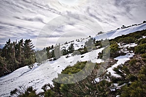 Snow Pinetrees Mountain in Winter in Lozoya