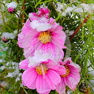 Snow on pink blooming flower fall season nature details