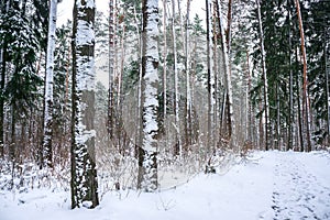 Snow in piny and fir forest.