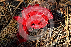 Snow Plant, Lassen Volcanic National Park