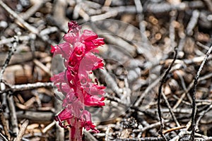 Snow Plant Sarcodes sanguinea blooming in a forest in Yosemite National Park, Sierra Nevada mountains, California