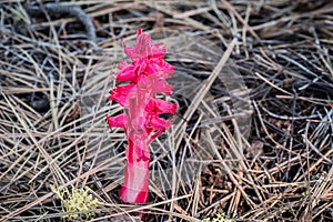 Snow Plant Sarcodes sanguinea blooming with in Lassen Volcanic National Park, northern California