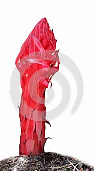 Snow Plant (Snow Flower)