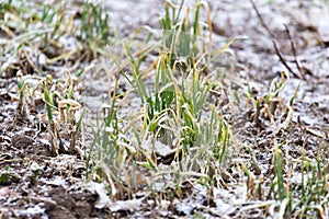 Snow pours on the green grass