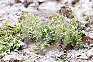 Snow pours on the green grass