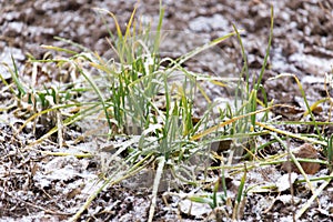 Snow pours on the green grass