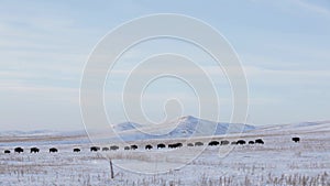 Snow Prairie Landscape and Sky, Buffalo Bison Herd Walking and Migrating, Foraging Mammals, Nature Conservation