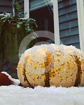 Snow pumkin photo